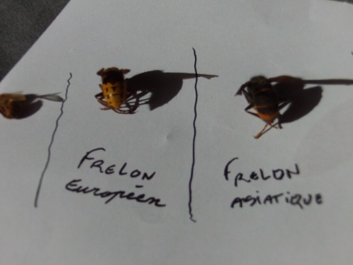 frelon asiatique,européen et abeille