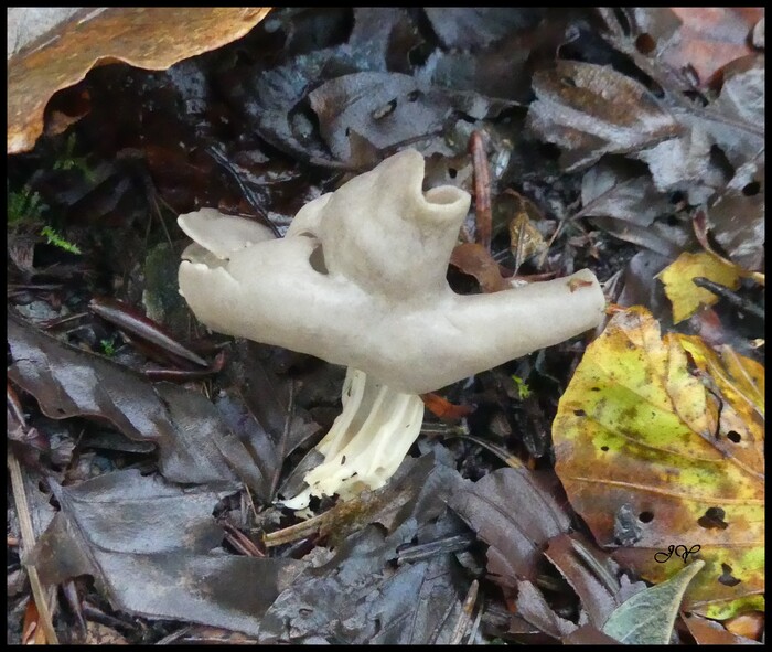 Helvella lacunosa.