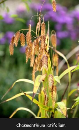 Vente de graines au profit de la Roseraie : Anthriscus 'Ravenswing' + bisannuelles + vivaces