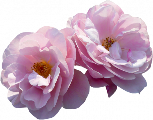 Tube fleur, tube roses