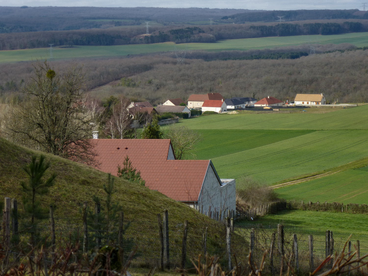 Résultat de recherche d'images pour "curley cote d'or"