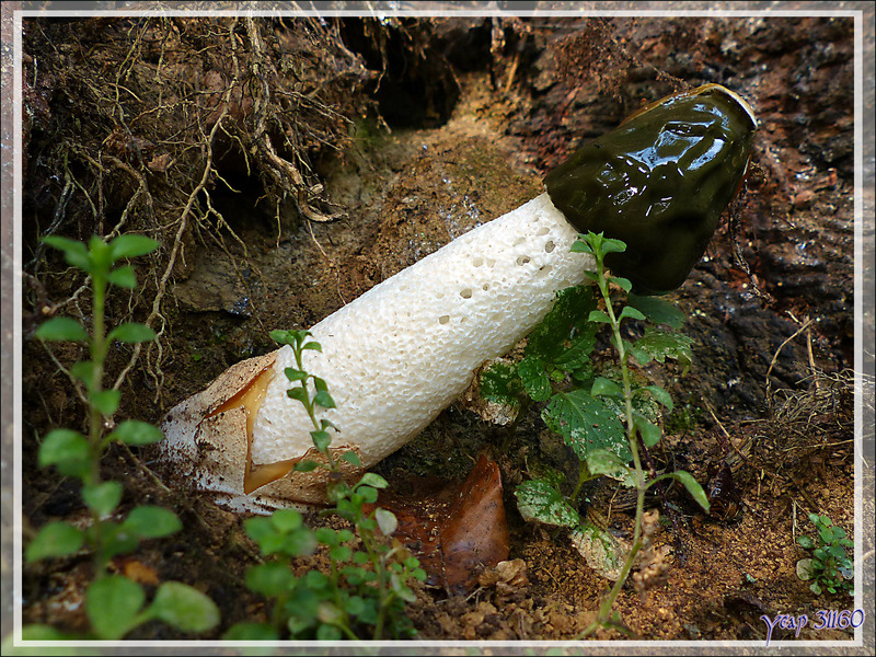 Bali Balo est sorti de son berceau : Satyre puant, Morille du diable, Phallus obscène après la douche ;-) (Phallus impudicus) - Lartigau - Milhas - 31