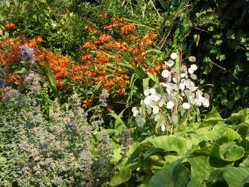 Mon jardin en Automne