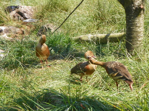 Le Parc des Oiseaux à Villars-les-Dombes ( 2 )