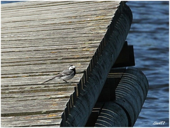 Oiseaux-3-1339-bergeronnette-grise.jpg