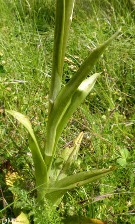 Himantoglossum hircinum  -  orchis bouc