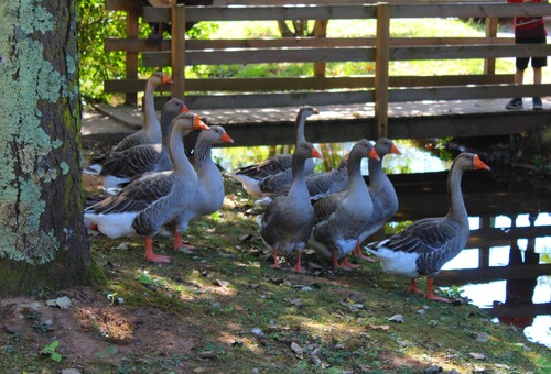 Troupeau d'oies au village du bournat et leur gardien