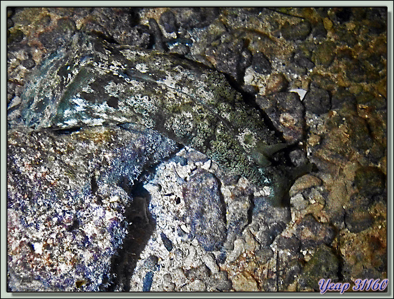 Lièvre de mer, limace pisse-vinaigre (Dolabelle commune, Dolabella auricularia) - Fakarava - Polynésie française
