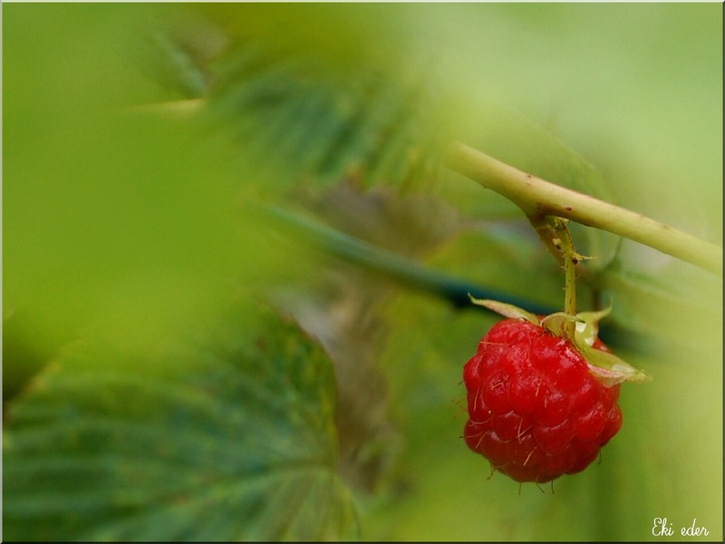 Framboise