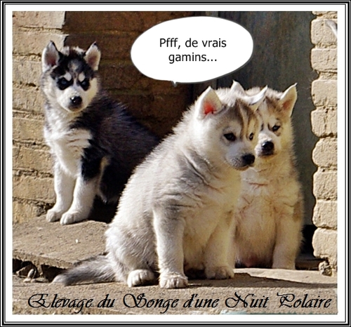 Jeu de Husky - Suite (6 mars 2013)