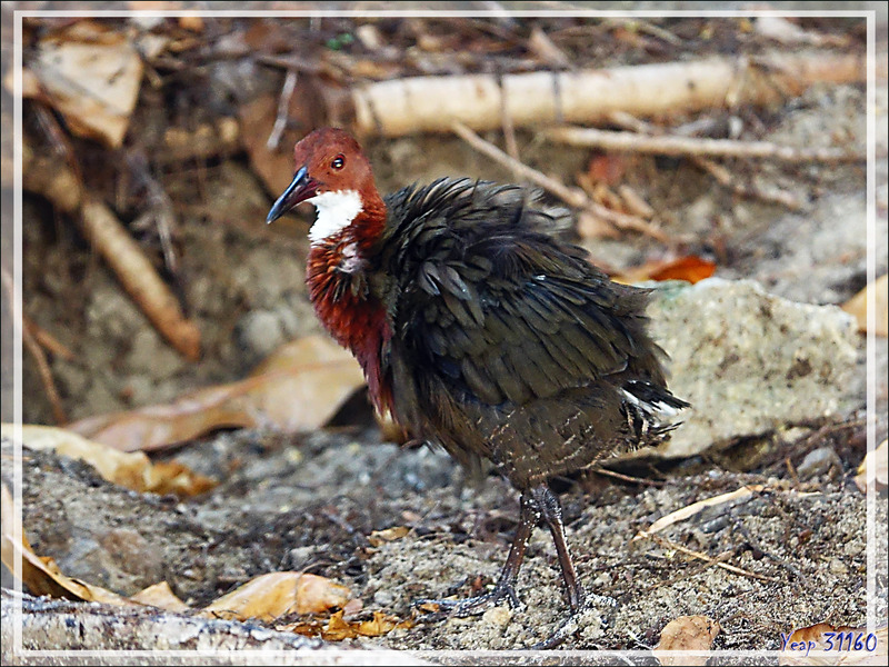 Râle de Cuvier, White-throated Rail (Dryolimnas cuvieri) - Nosy Tsarabanjina - Archipel des Mitsio - Madagascar