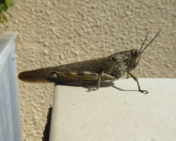 La preuve par la terrasse au printemps...21 Mars 2024...