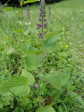 Fleurs mauves