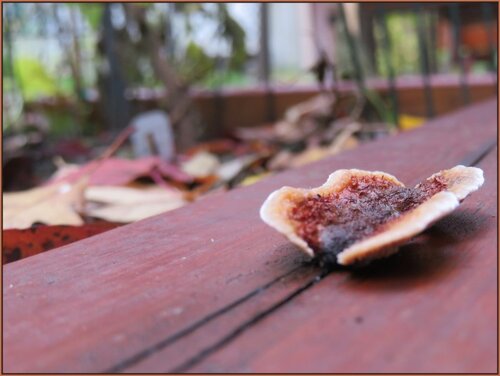 Champignon-papillon....