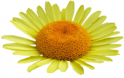 Tubes Fleurs