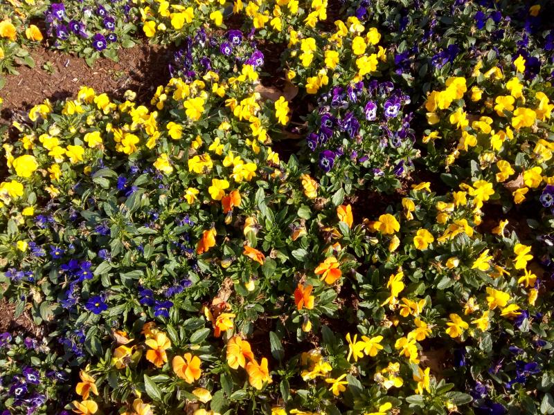 Toulenne (Gironde) ville fleurie