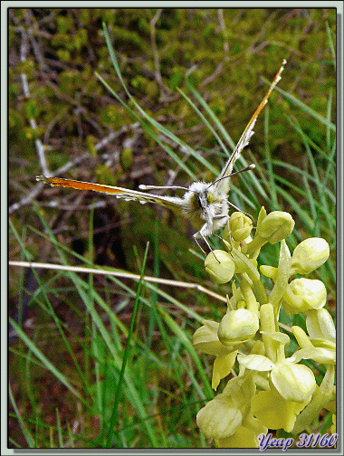 Eveil du papillon Aurore (Anthocharis cardamines) mâle - Lans-en-Vercors - 38