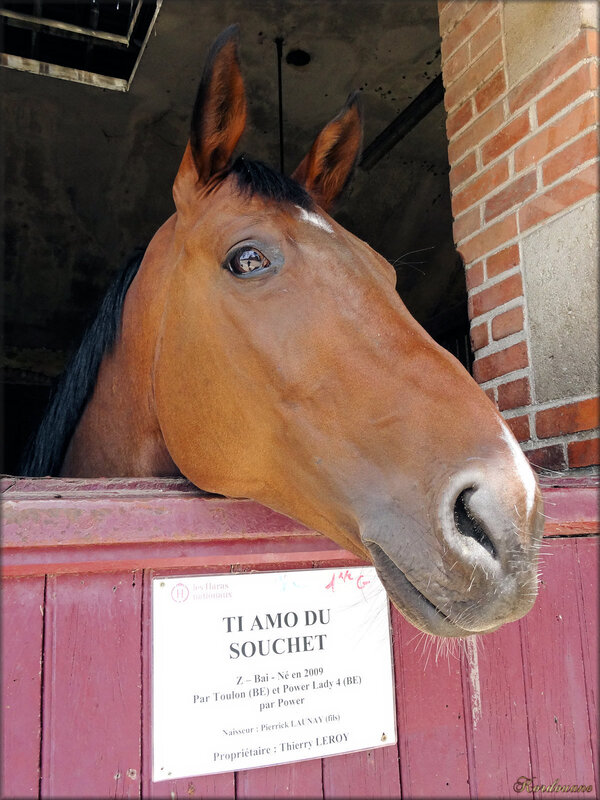 Photos des chevaux au box (haras de la Vendée)