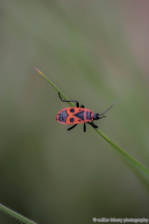 oh punaise, un gendarme !!!! - Le gendarme (Pyrrhocoris apterus) - saint jean de chevelu - Savoie