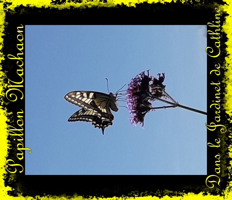 Machaon