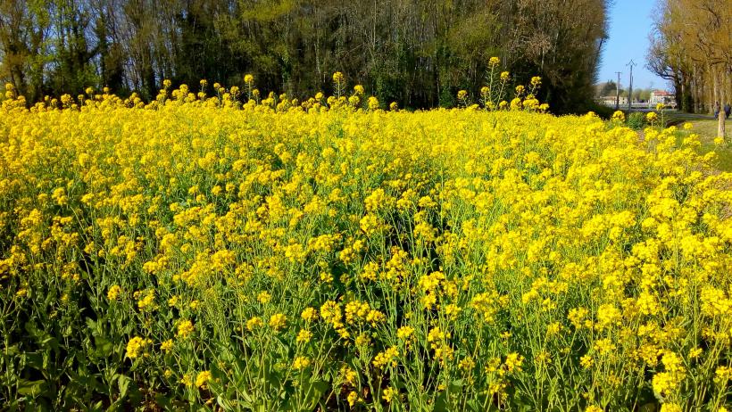 Champs de Colza a Barsac(Gironde)
