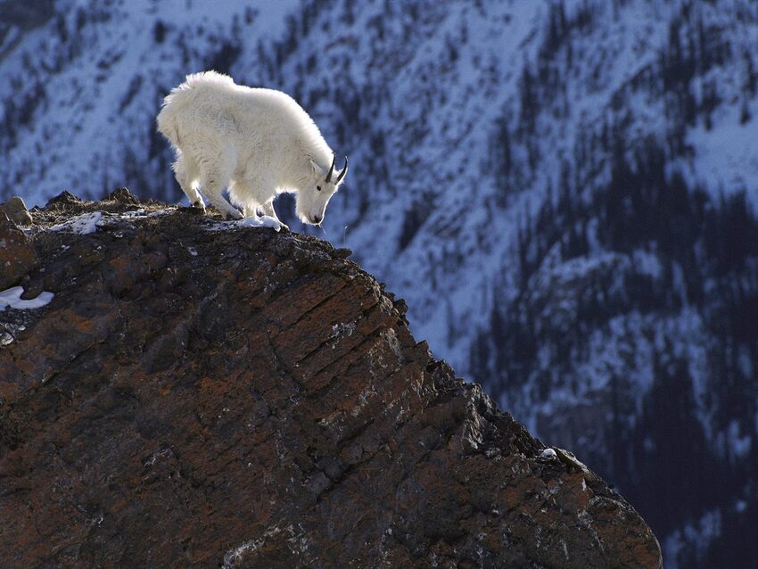 10 images d'animaux