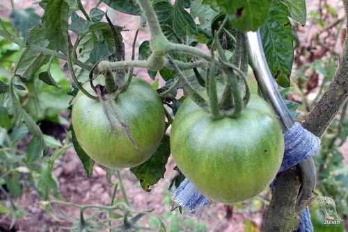 Tomates vertes