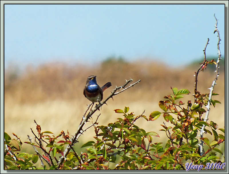 Gorgebleue à miroir blanc de Nantes (Luscinia svecica namnetum)- La Couarde-sur-Mer - Ile de Ré - 17