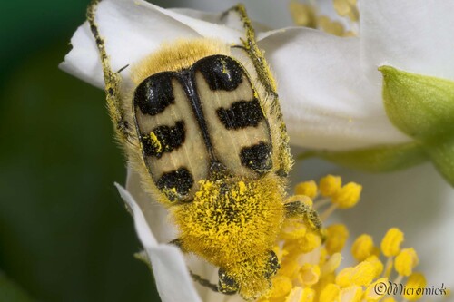  Trichie commune (Trichius rosaceus)