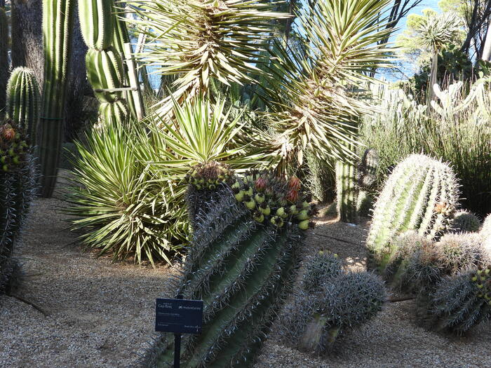 Calella - suite - le jardin