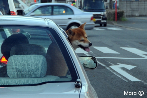 chien japonais inu