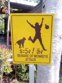 Beware of monkeys