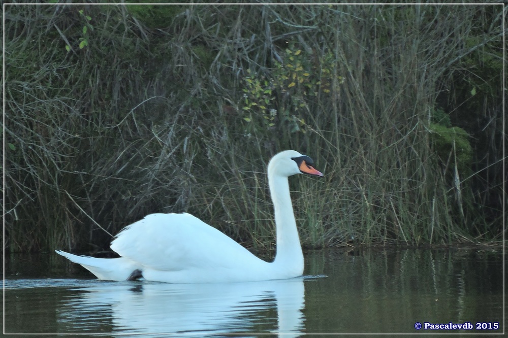 Réserve ornitho du Teich - fin décembre 2015 - 5/6