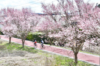 walking bicycle japan blossoms spring