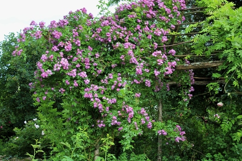 Nouvelle visite au jardin de roquelin