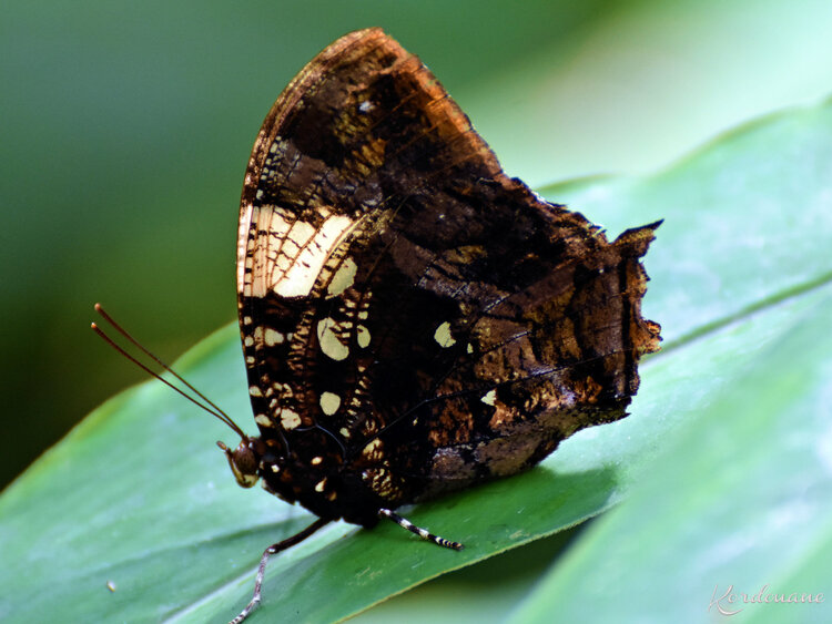 Photos de Papillons exotiques - Sanguinet (40)