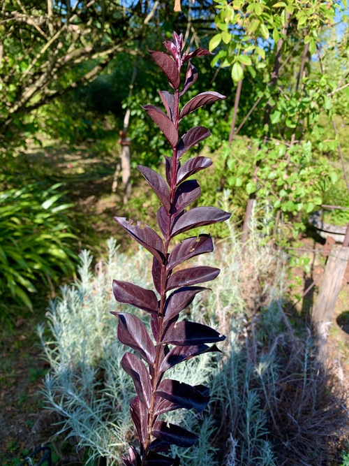 Lagerstroemias