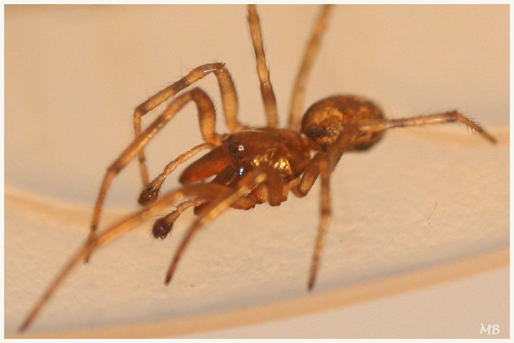 Arachnides-04-7208.jpg