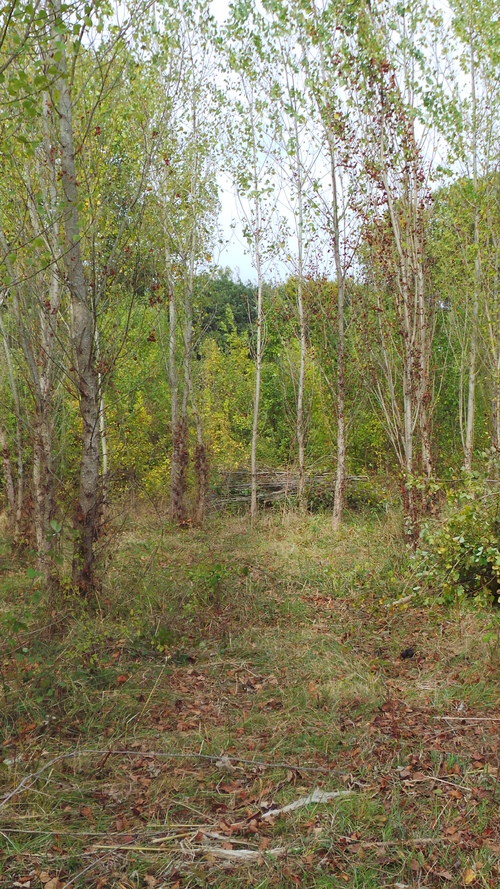 IL Y A CELUI DU PRINTEMPS MAIS AUSSI CELUI DE L'AUTOMNE