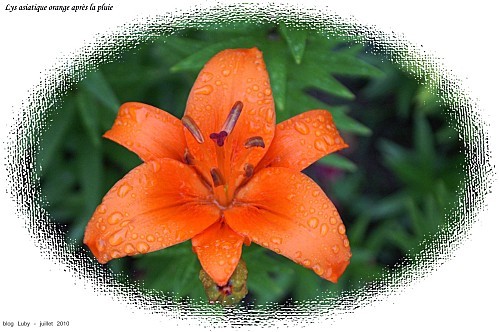 2011 juin lys orange apres la pluie