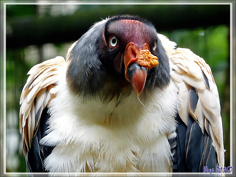 Sarcoramphe roi ou Vautour pape ou royal, King Vulture (Sarcoramphus papa) - Parque das Aves - Foz do Iguaçu - Brésil