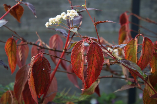 Feuillages d'automne