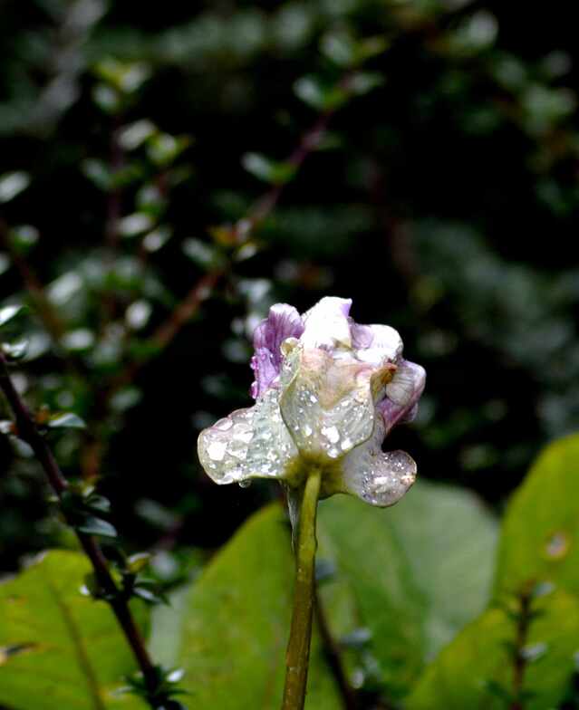 Fleur de Cobee sous la pluie