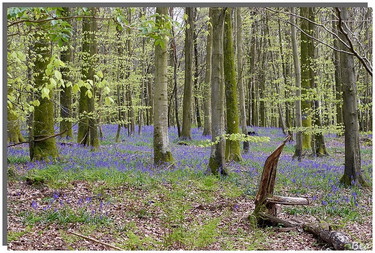 La forêt en couleur