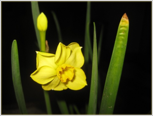 Jaune et rose