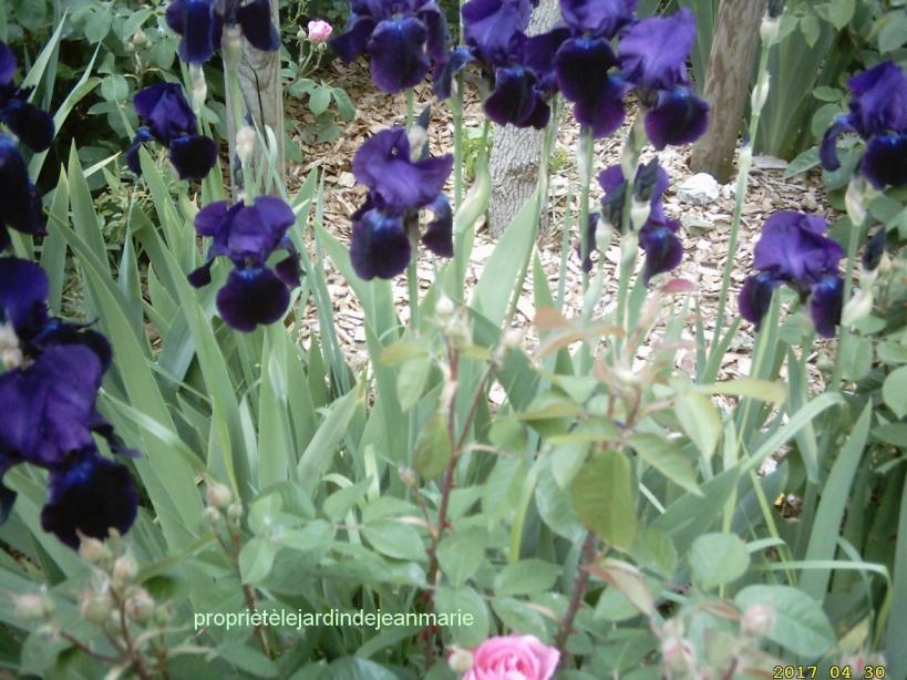 Les couleurs du printemps Zoum sur le bleue photos de mon jardin