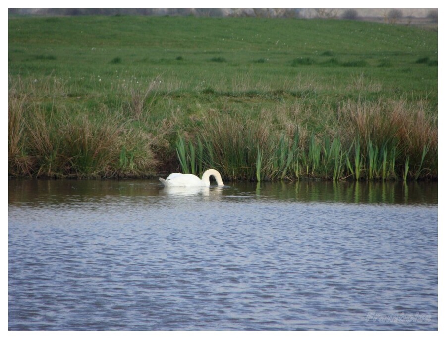 Cygnes dans le marais breton