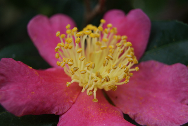 Camellia sasanqua Yuletide