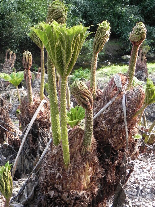 Parc Botanique de Brest Mars 2015