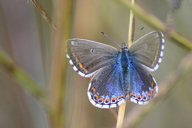 Azuré bleu céleste ou Bel argus